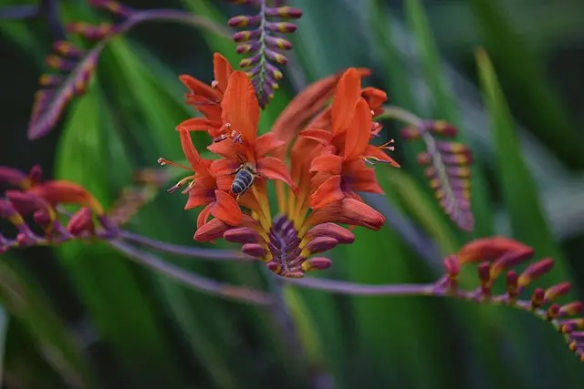 Erreurs à éviter lors de la livraison de fleurs