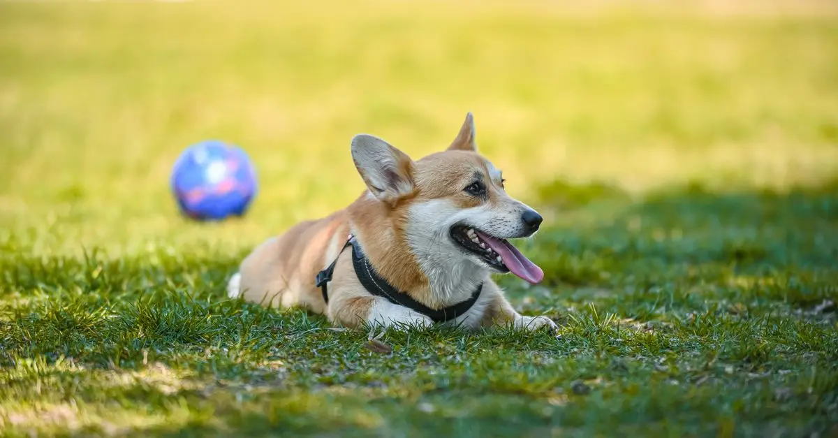 Preventing Pet Heatstroke: Essential Guidance