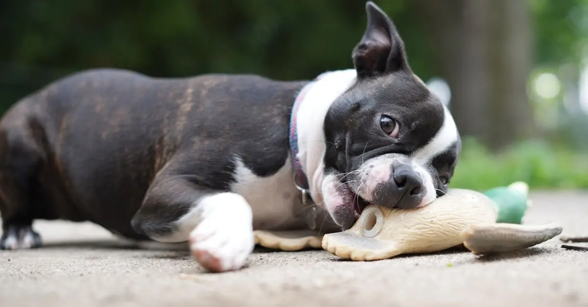 Preventing Pet Safety from Foreign Objects: A Complete Guide