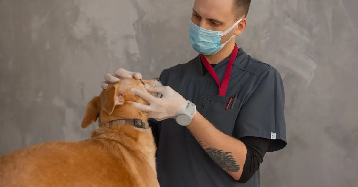 Finding 24/7 Veterinary Clinics: A Step-by-Step Guide