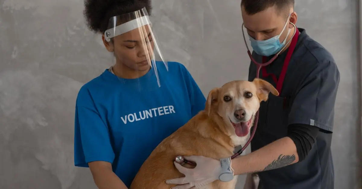 Finding After-Hour Emergency Pet Services