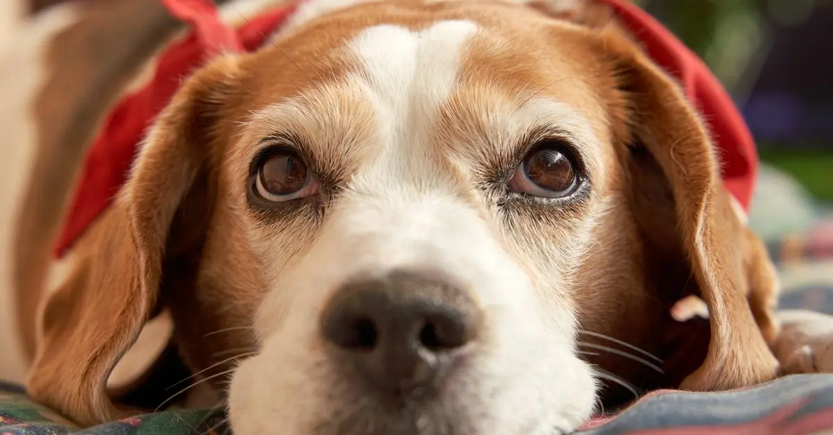 Complete Pet Poison Control Guide