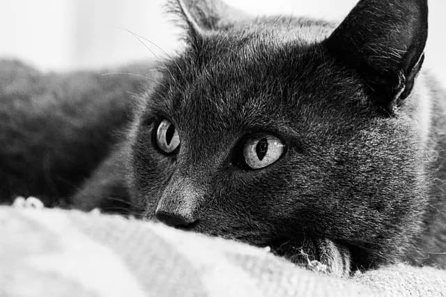 Best Pet First Aid Kits: Essential Buying Guide