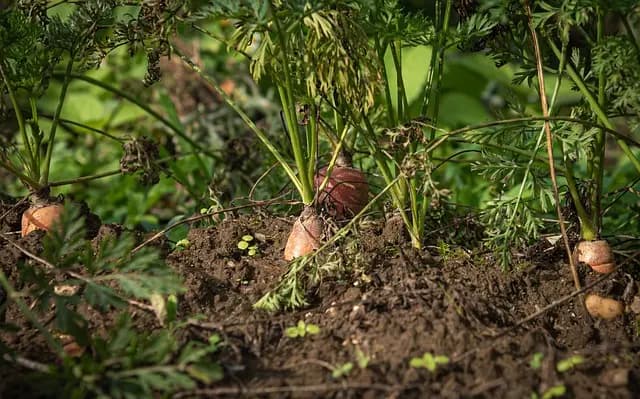 The Ultimate Guide to Sustainable Veganism