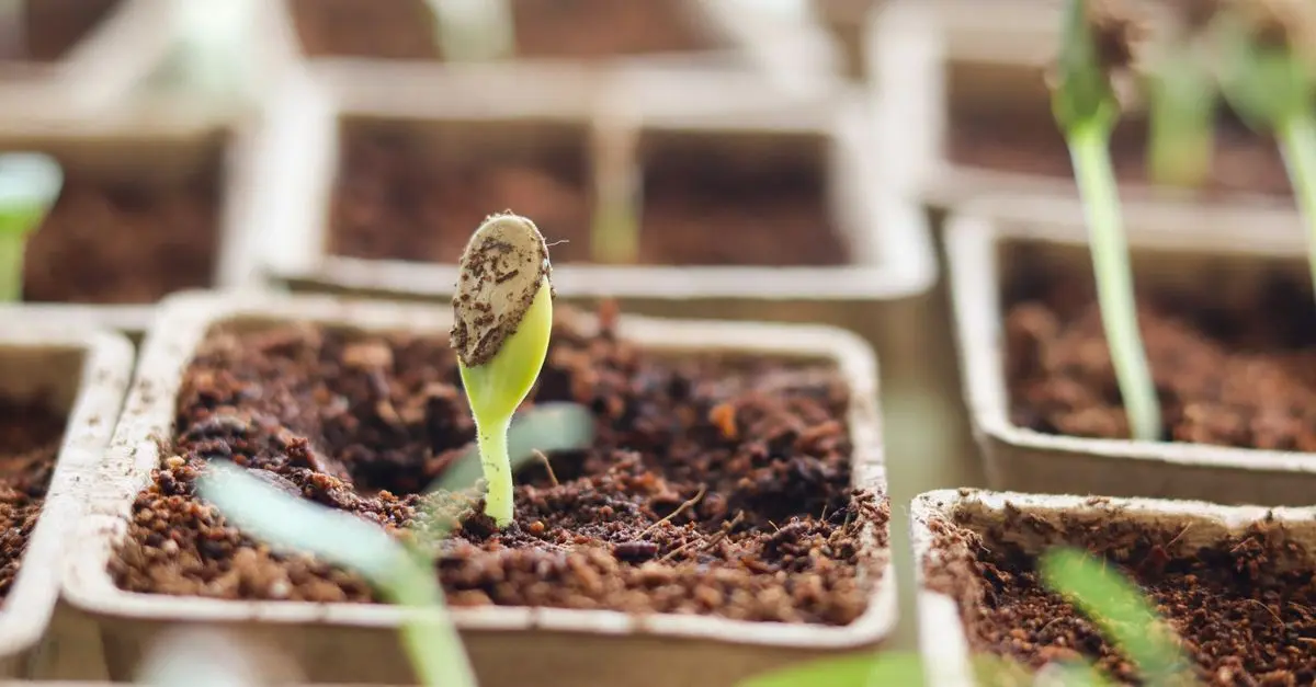Guide sur la culture d'un potager bio